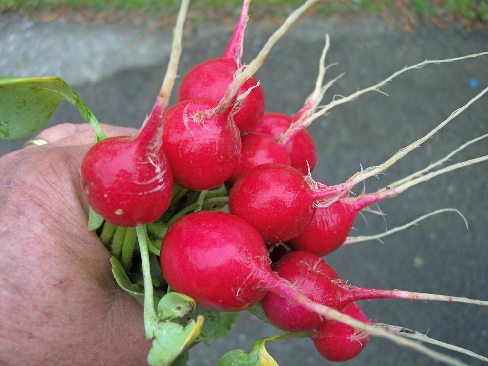 Radishes Plant Care and Collection of Varieties