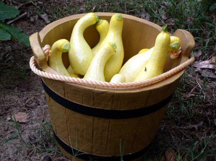 Photo of Yellow Summer Squash (Cucurbita pepo 'Horn of Plenty') uploaded by farmerdill