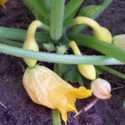 Use Q-Tips To Pollinate Summer Squash