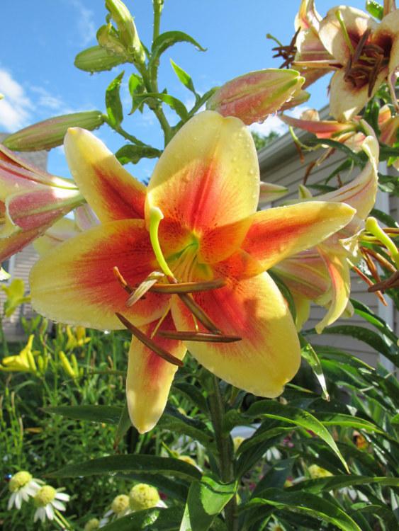 Photo of Lily (Lilium 'Montego Bay') uploaded by goldfinch4