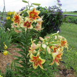 Location: My garden, zone 4 Wisconsin
Date: 2012-07-08
zone 4 Wisconsin