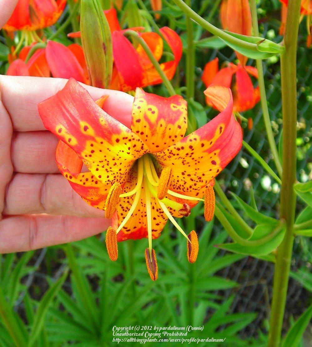 Photo of Pitkin Marsh Lily (Lilium pardalinum subsp. pitkinense) uploaded by pardalinum