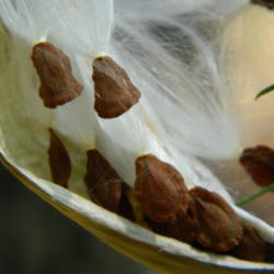 Location: Northeastern, Texas
Date: 2012-07-07
seeds are ready to float away