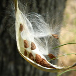 Location: Northeastern, Texas
Date: 2012-07-07
seeds in open seed pod