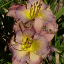 Location: My garden in Bakersfield, CA
Date: 2012-06-24 