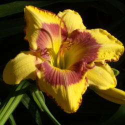 Location: My garden in Bakersfield, CA
Date: 2012-06-01 