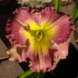 Location: My garden in Bakersfield, CA
Date: 2012-06-02 