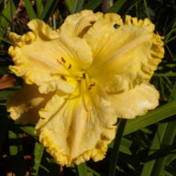 Location: My garden in Bakersfield, CA
Date: 2012-06-01 