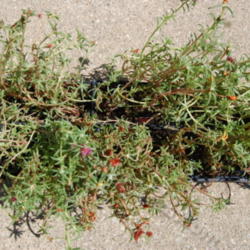 Location: Mackinaw, Illinois
Date: 2012-07-09
Thirty-six little portulacas, in six packs.  Very shallow roots, 