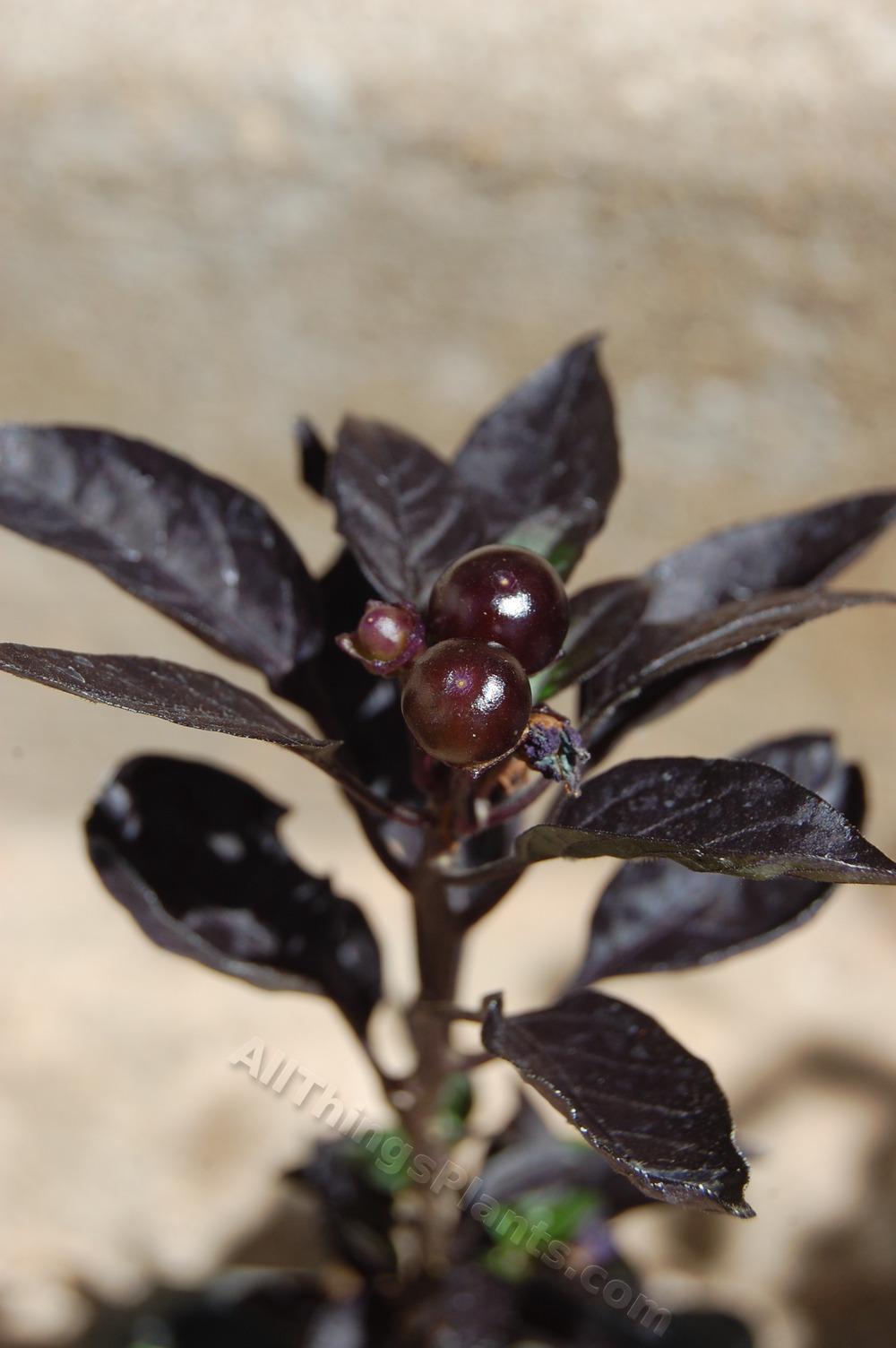 Photo of Ornamental Pepper (Capsicum annuum 'Black Pearl') uploaded by BookerC1