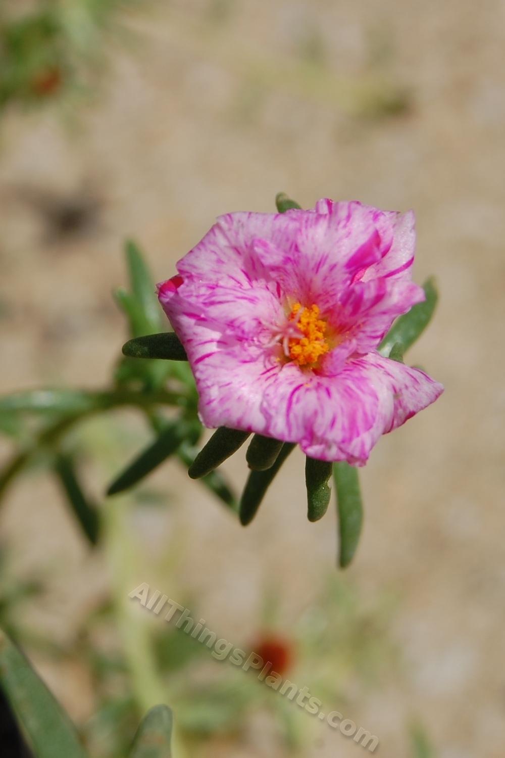 Photo of Moss Rose (Portulaca grandiflora) uploaded by BookerC1