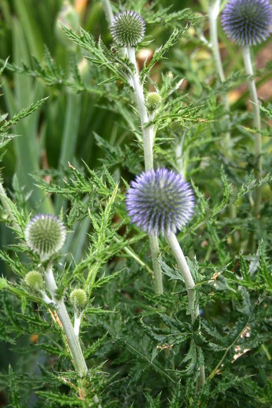 Photo of Small Globe Thistle (Echinops ritro subsp. ruthenicus) uploaded by Calif_Sue