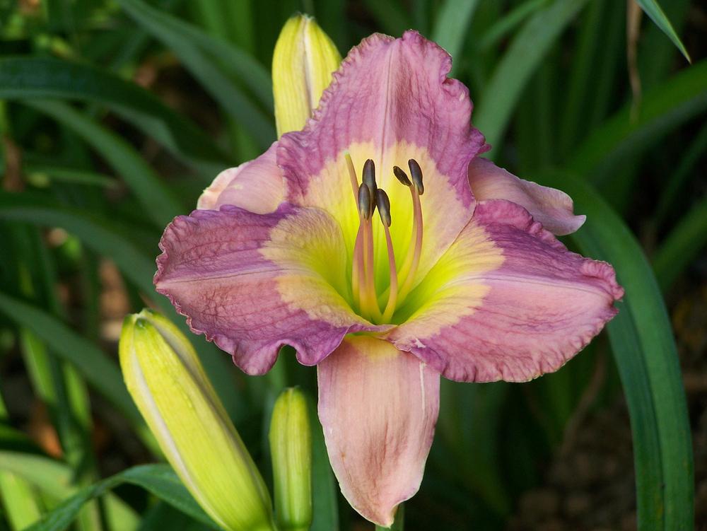 Photo of Daylily (Hemerocallis 'Emperor Butterfly') uploaded by Calif_Sue