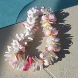 Location: Southwest Florida
Date: July 2012
Lei made of about 75 plumeria flowers...