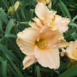 
Photo Courtesy of Alcovy Daylily Farm. Used with Permission.
