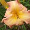 Photo Courtesy of Alcovy Daylily Farm. Used with Permission.