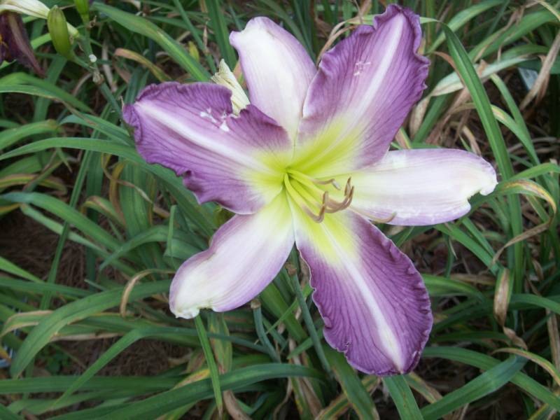 Photo of the bloom of Daylily (Hemerocallis 'Moonlight Orchid') posted