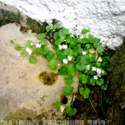 
Date: 2012-07-06
[...White Ivy-leaved Toadflax.]