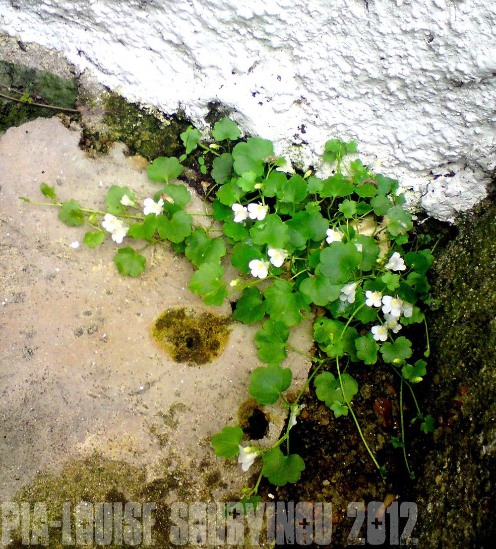 Photo of White Ivy-Leaved Toadflax (Cymbalaria muralis 'Nana Alba') uploaded by PiaLouiseSourvi
