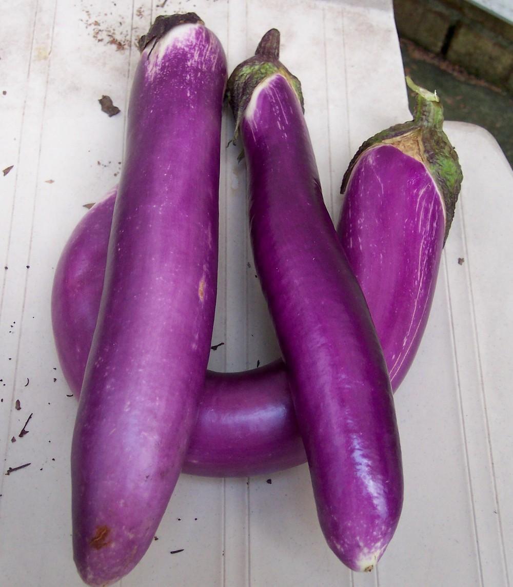 Photo of Eggplant (Solanum melongena 'Fond May') uploaded by farmerdill