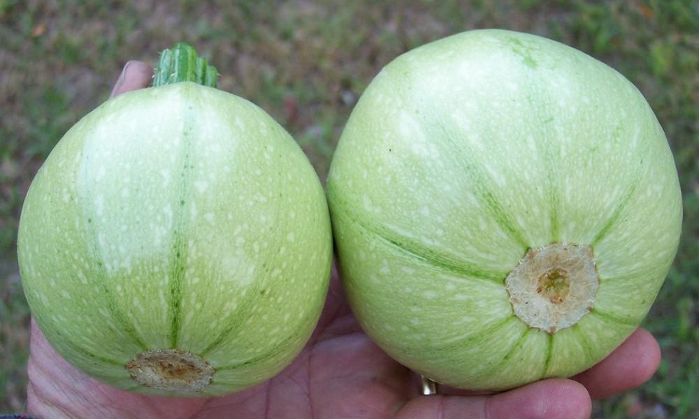 Photo of Zucchini (Cucurbita pepo 'Cue Ball') uploaded by farmerdill