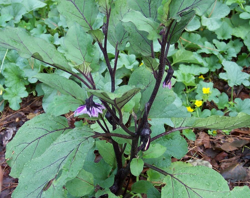 Photo of Eggplant (Solanum melongena 'Orient Express') uploaded by farmerdill