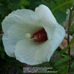 Location: My yard in Arlington, Texas.
Date: 2012-07-06
Partially open bloom.
