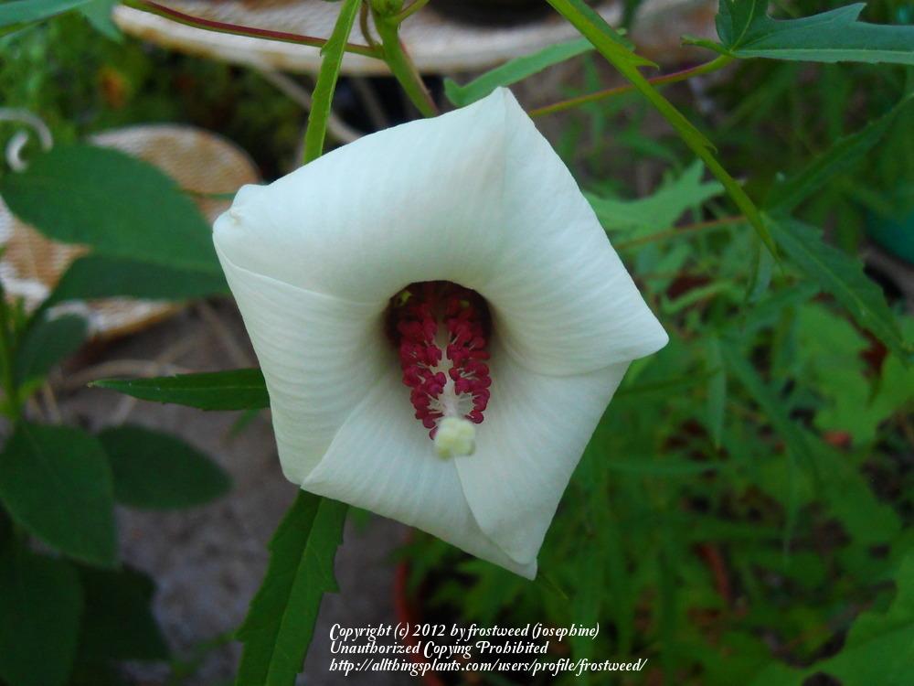 Photo of Neches River Rosemallow (Hibiscus dasycalyx) uploaded by frostweed