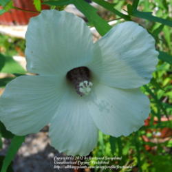Location: My yard in Arlington, Texas.
Date: 2012-07-06
The  fully open bloom.