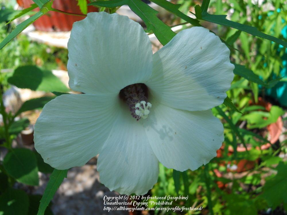 Photo of Neches River Rosemallow (Hibiscus dasycalyx) uploaded by frostweed