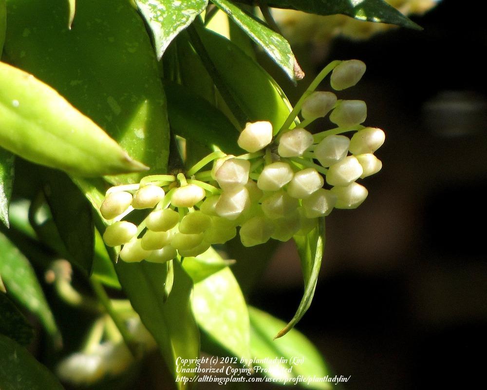 Photo of Wax Plant (Hoya lacunosa) uploaded by plantladylin