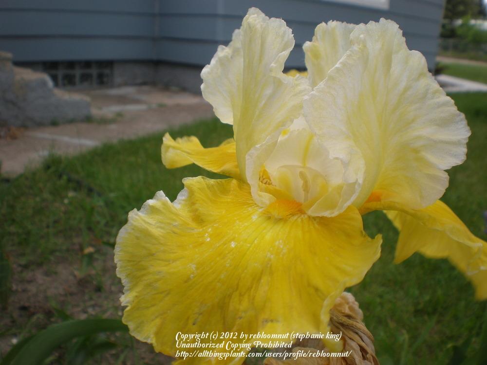 Photo of Tall Bearded Iris (Iris 'Canary Delight') uploaded by rebloomnut