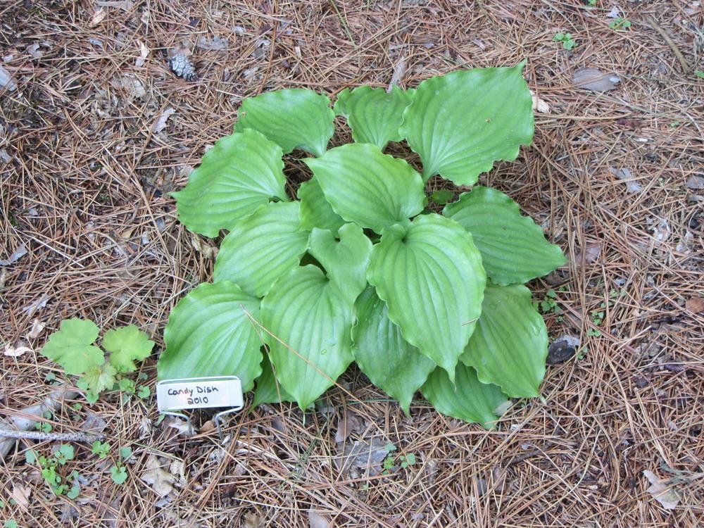 Photo of Hosta 'Candy Dish' uploaded by sshoop1