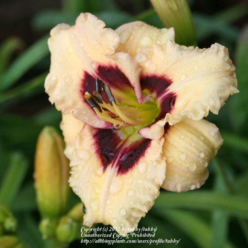 Photo of Daylily (Hemerocallis 'Siloam Ury Winniford') uploaded by tabby