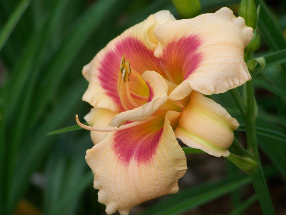 Photo of Daylily (Hemerocallis 'Forty Second Street') uploaded by Calif_Sue