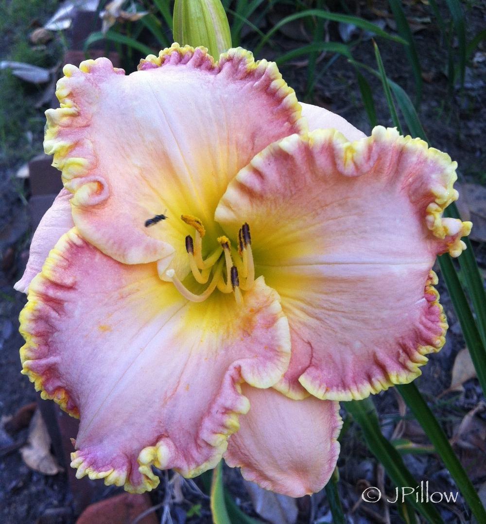 Photo of Daylily (Hemerocallis 'Alicia Rose Kissed') uploaded by JerryPillow