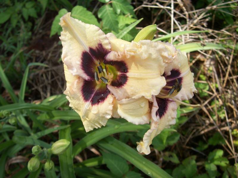 Photo of Daylily (Hemerocallis 'Siloam Ury Winniford') uploaded by Joy