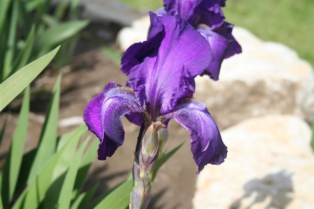 Photo of Tall Bearded Iris (Iris 'Champagne Velvet') uploaded by KentPfeiffer