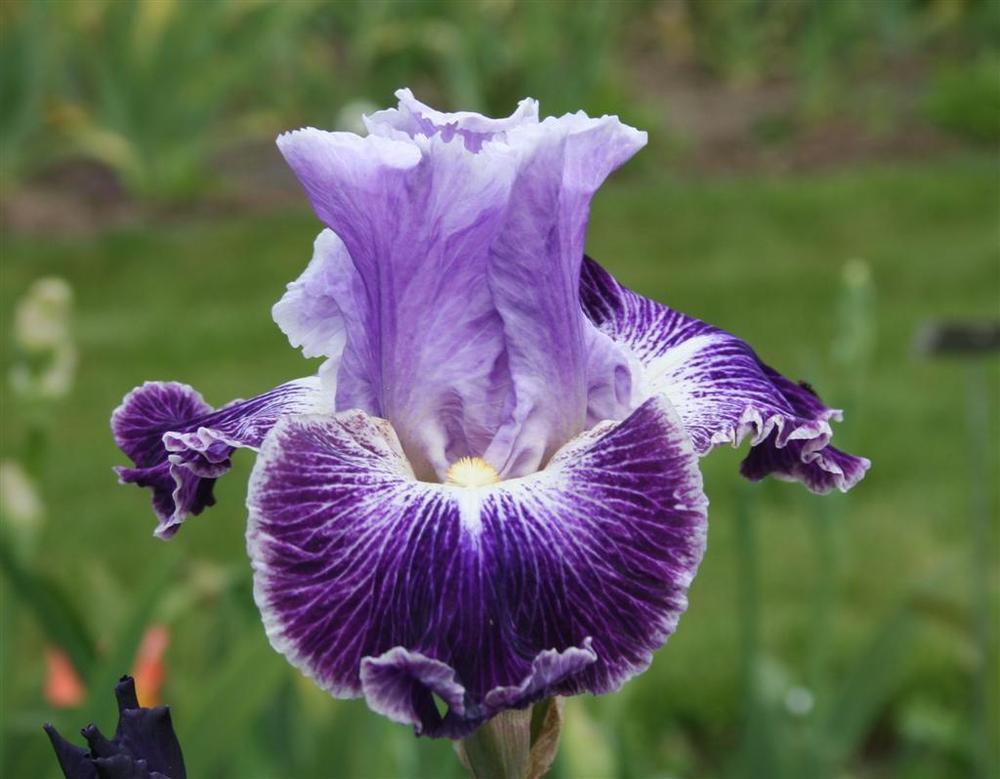 Photo of Tall Bearded Iris (Iris 'Telepathy') uploaded by KentPfeiffer