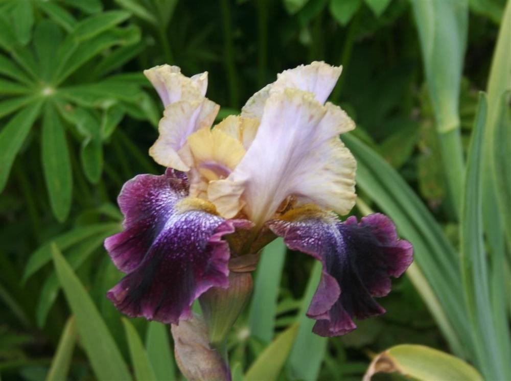 Photo of Tall Bearded Iris (Iris 'True Spirit') uploaded by KentPfeiffer