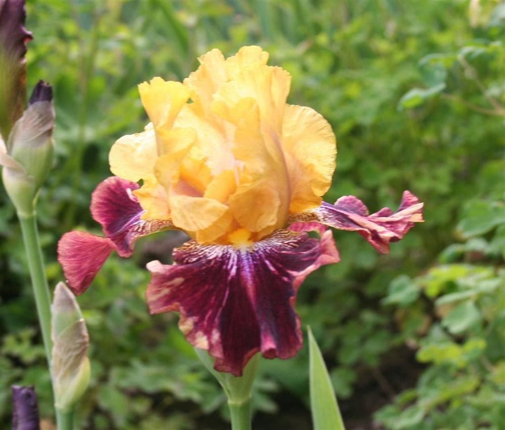 Photo of Tall Bearded Iris (Iris 'Ziggy') uploaded by KentPfeiffer
