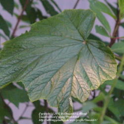 Location: NJ
Date: 2012-07-10
I would have added a photo of the whole plant.. but something is 
