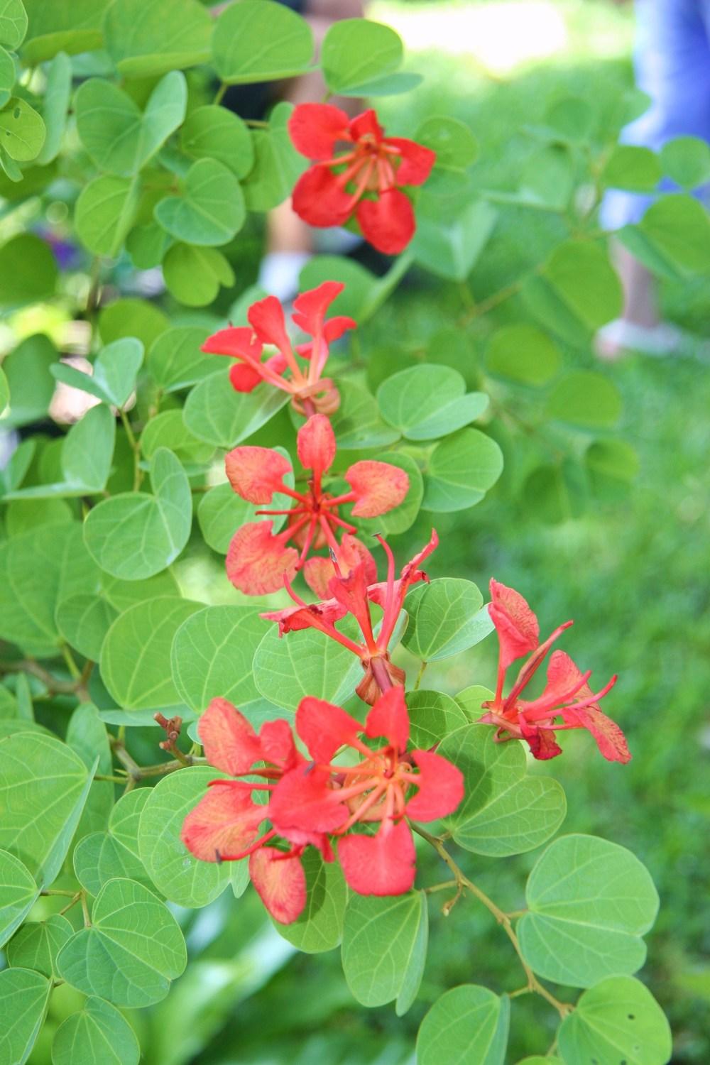 Photo of Red Bauhinia (Bauhinia galpinii) uploaded by RobertB