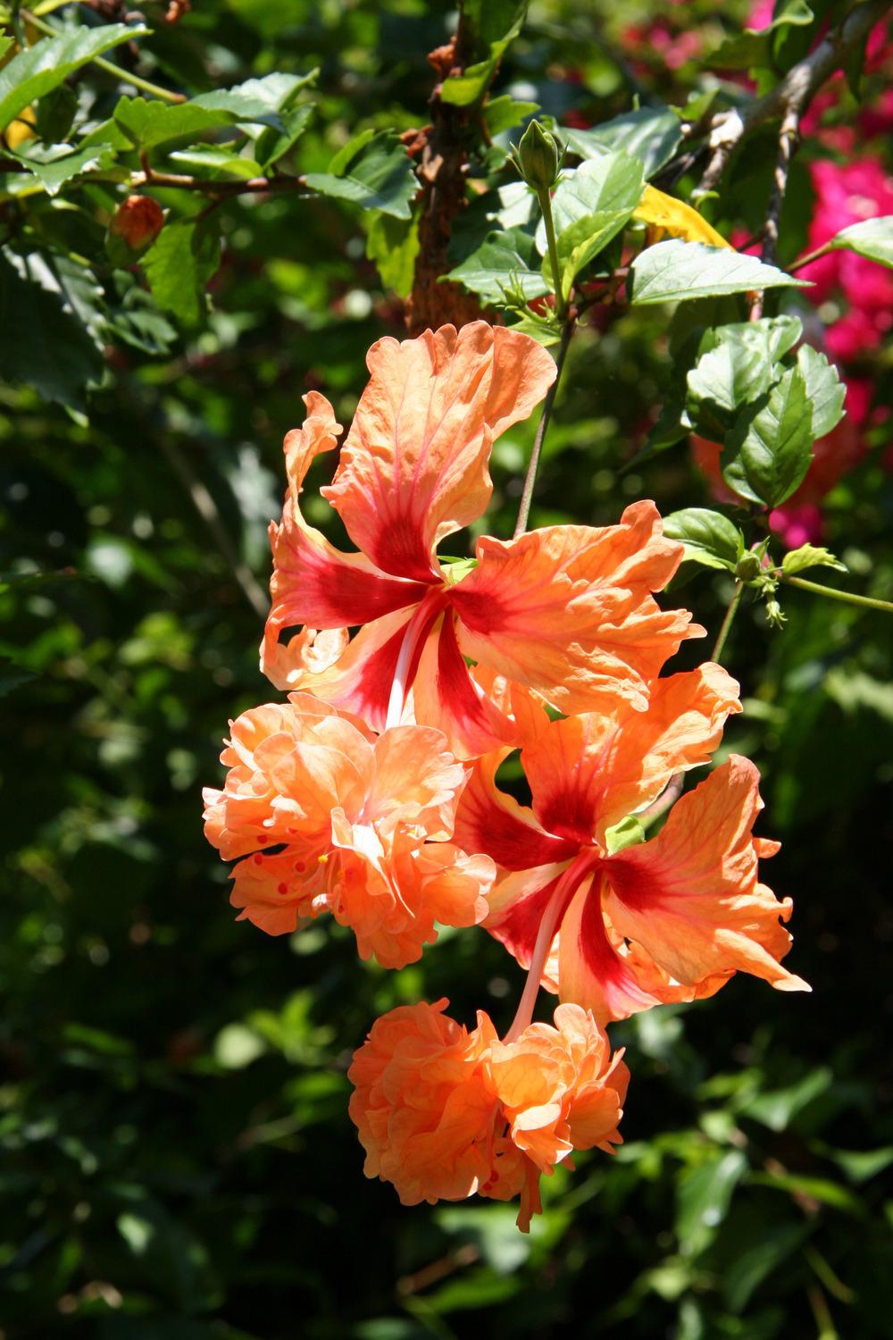 Photo of Tropical Hibiscus (Hibiscus rosa-sinensis 'El Capitolio Sport') uploaded by RobertB