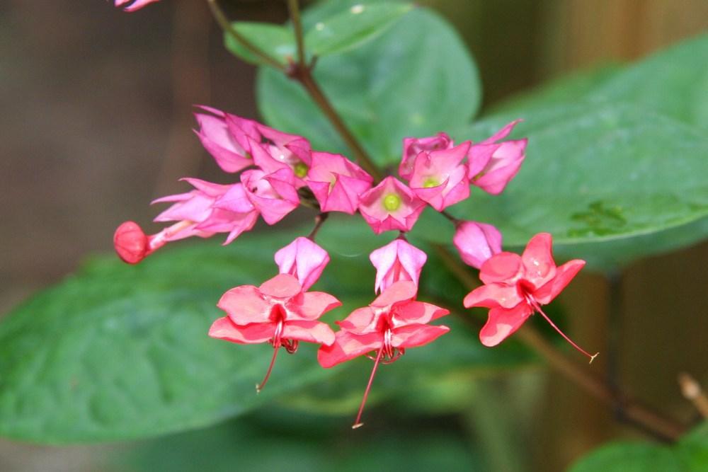 Photo of Clerodendrum poggei uploaded by RobertB