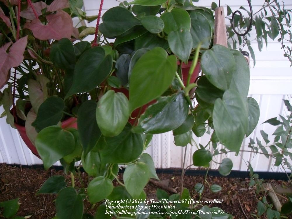 Photo of Heart Leaf Philodendron (Philodendron hederaceum var. oxycardium) uploaded by TexasPlumeria87
