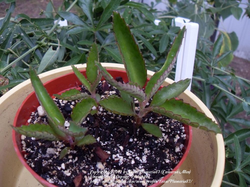 Photo of Mother of Thousands (Kalanchoe daigremontiana 'Jaws of Life') uploaded by TexasPlumeria87