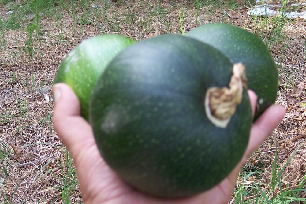 Photo of Zucchini (Cucurbita pepo 'Eight Ball') uploaded by farmerdill
