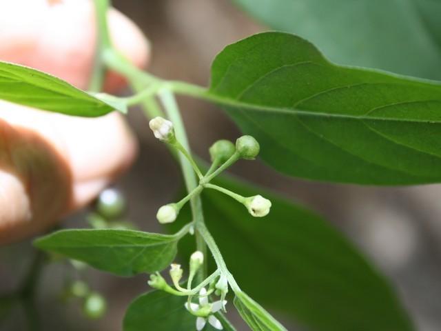 Photo of Black Nightshade (Solanum americanum) uploaded by gingin