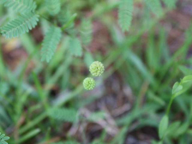 Photo of Nuttall's Sensitive Briar (Mimosa nuttallii) uploaded by gingin